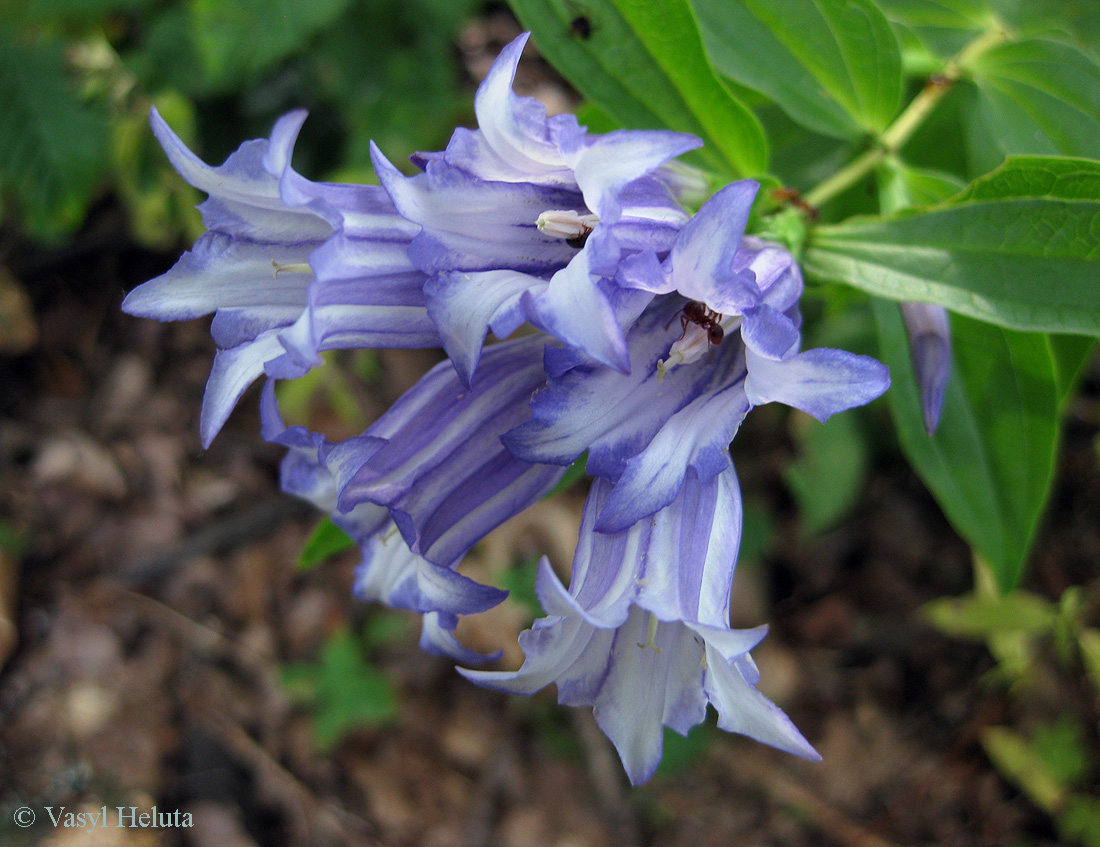 Image of Gentiana asclepiadea specimen.