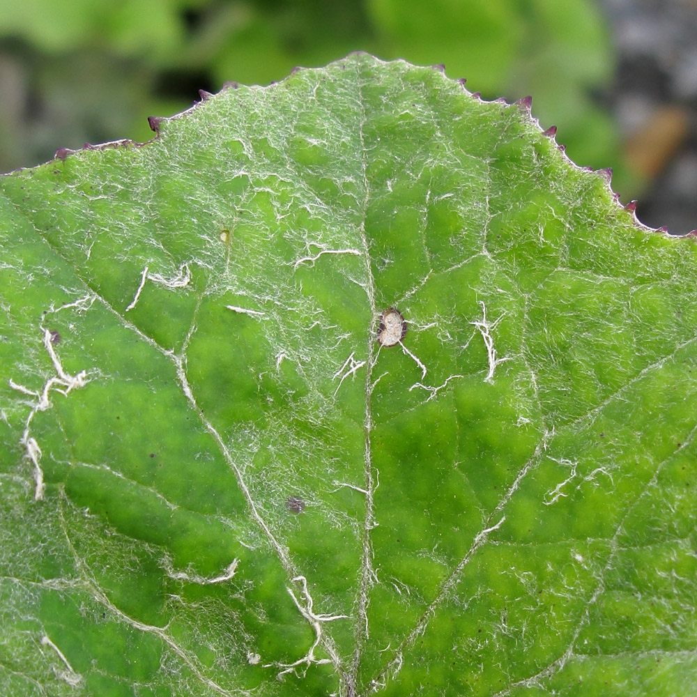 Image of Tussilago farfara specimen.