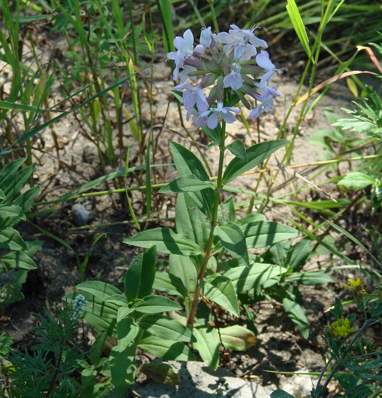 Image of Saponaria officinalis specimen.