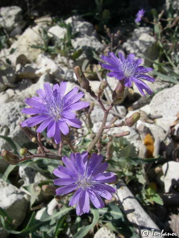 Image of Lactuca tatarica specimen.