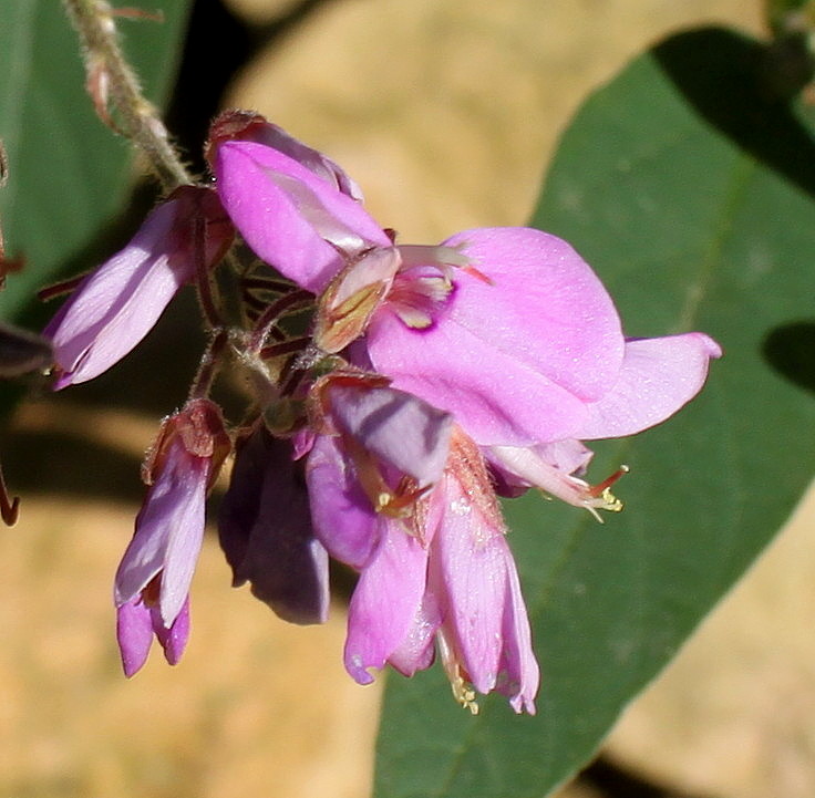 Image of Desmodium obtusum specimen.