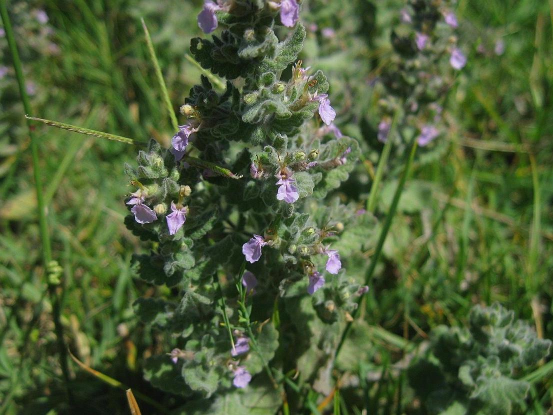 Изображение особи Teucrium scordioides.