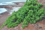 Capparis cartilaginea. Вегетирующее растение на скале. Сокотра, мыс Дихамри. 29.12.2013.