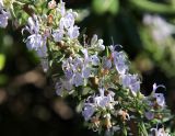 Rosmarinus officinalis