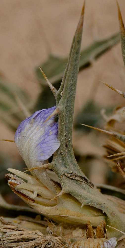 Image of Blepharis attenuata specimen.