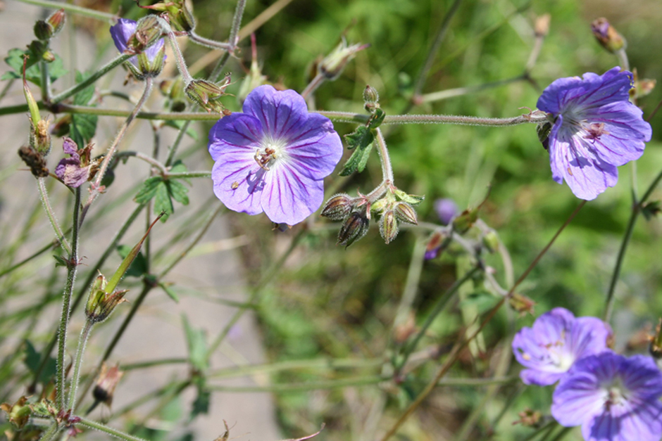 Изображение особи род Geranium.