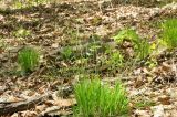 Carex lancibracteata. Цветущие растения. Приморский край, Уссурийский р-н, окр. с. Монакино, дубовое редколесье. 10.05.2014.