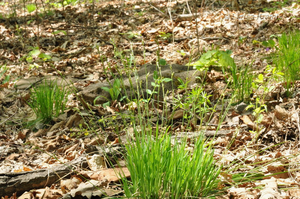 Image of Carex lancibracteata specimen.