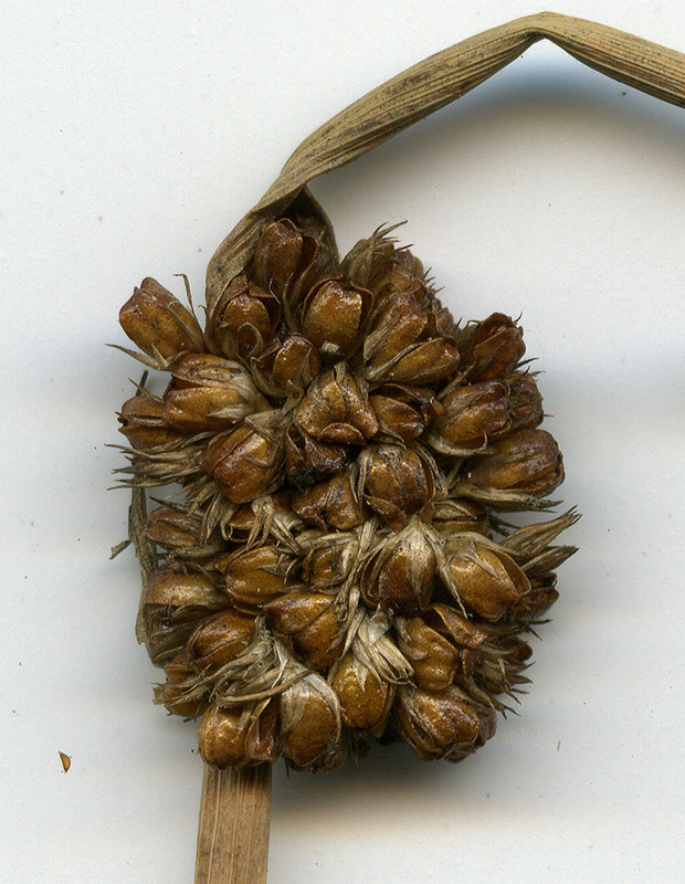 Image of Juncus conglomeratus specimen.