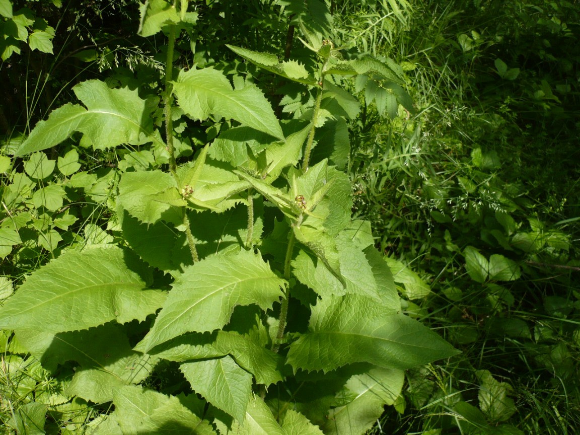 Изображение особи Crepis sibirica.