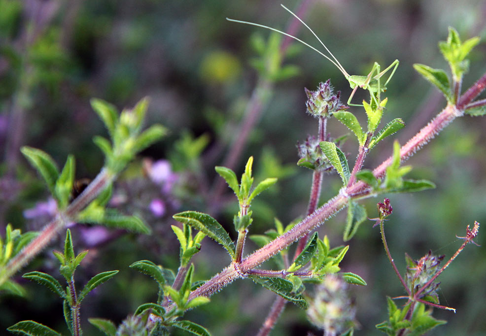 Изображение особи Thymus comptus.