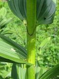 Veratrum lobelianum