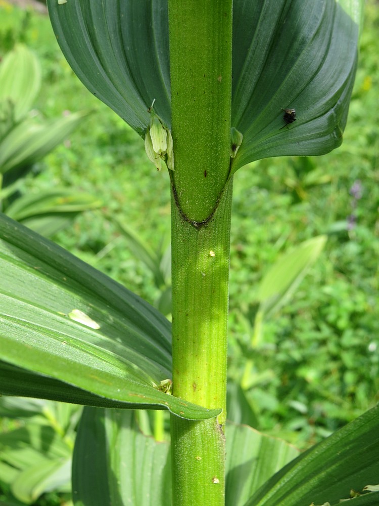 Изображение особи Veratrum lobelianum.