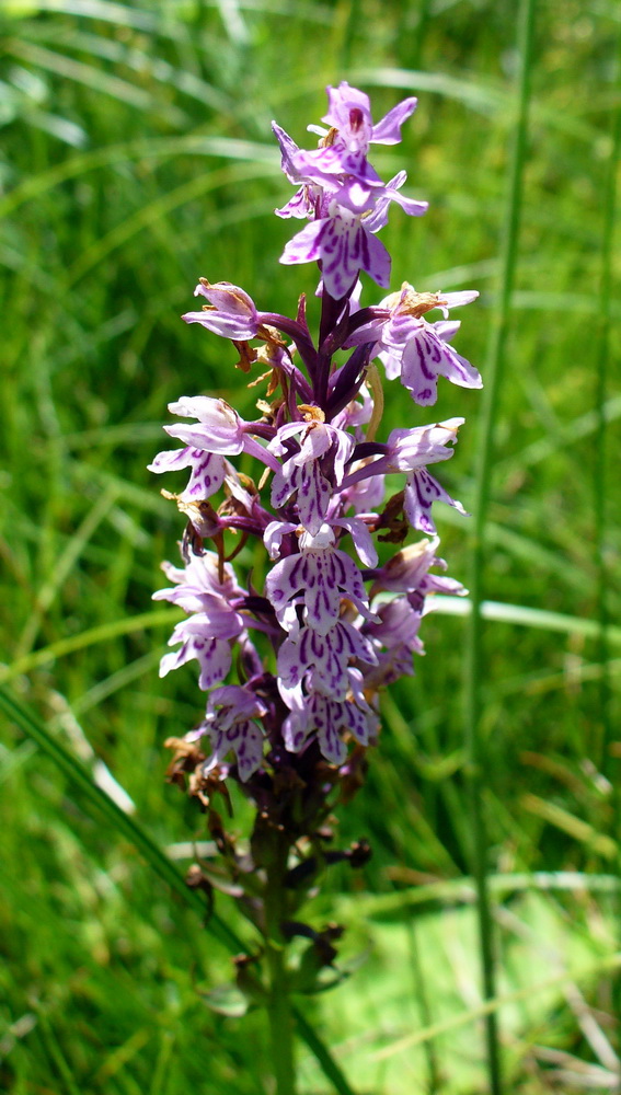 Изображение особи Dactylorhiza fuchsii.