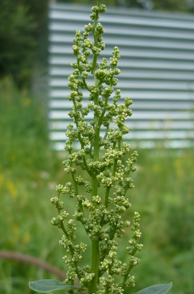 Image of Oxybasis urbica specimen.