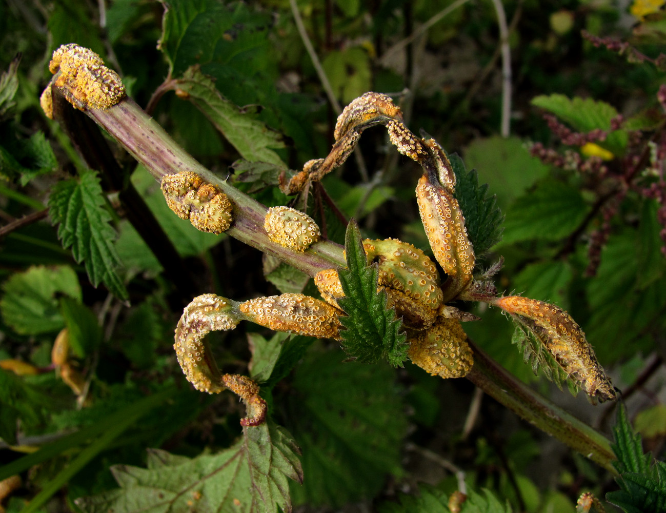 Image of Urtica dioica specimen.