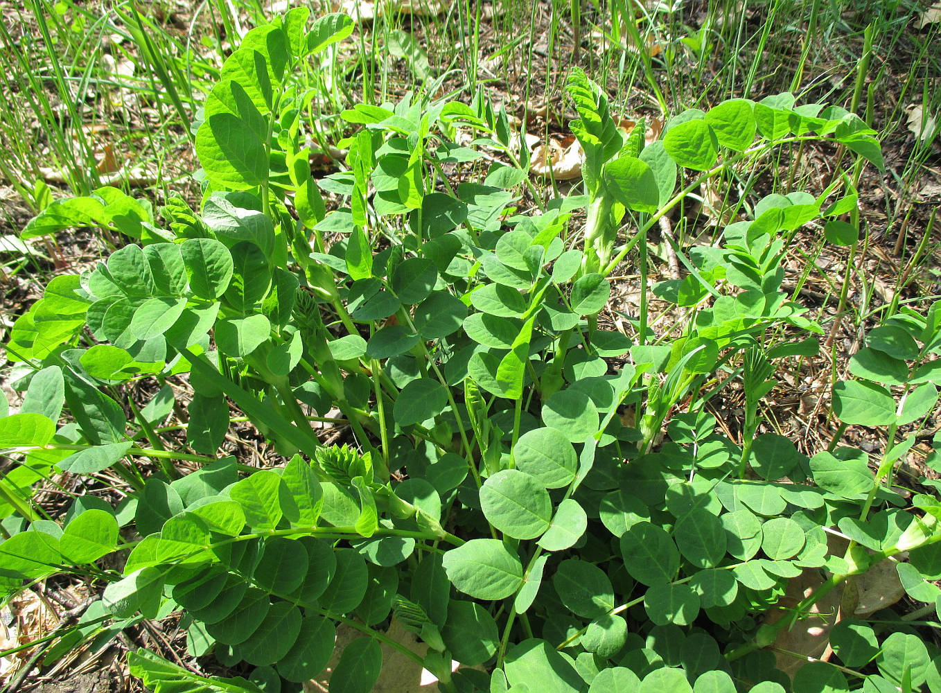 Image of Astragalus glycyphyllos specimen.