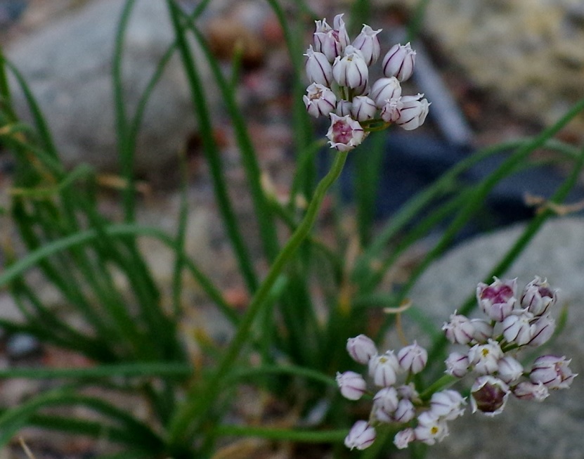 Изображение особи Allium oreoprasum.