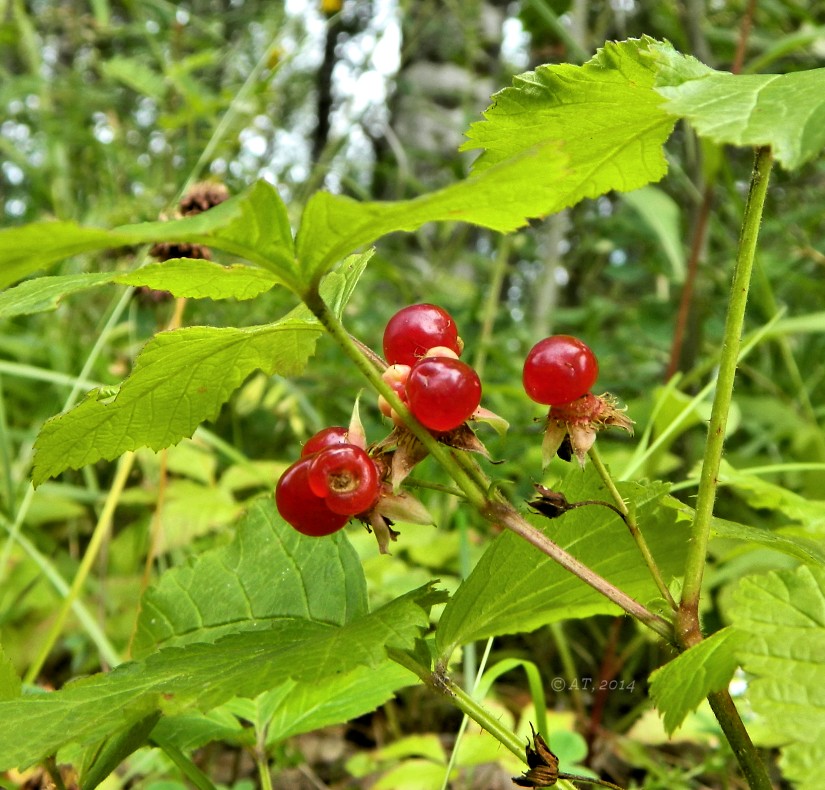 Изображение особи Rubus saxatilis.