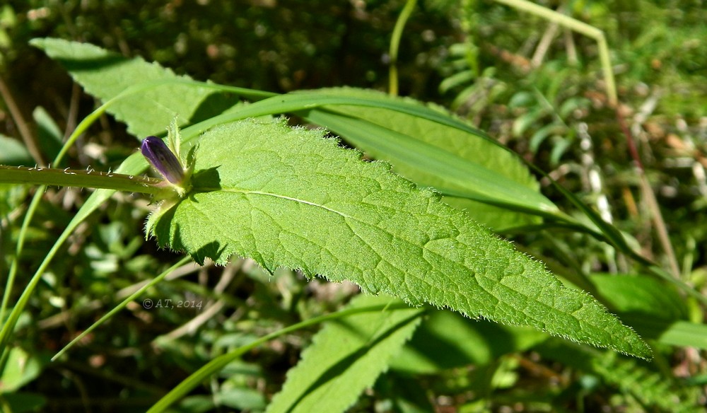 Image of Campanula glomerata specimen.