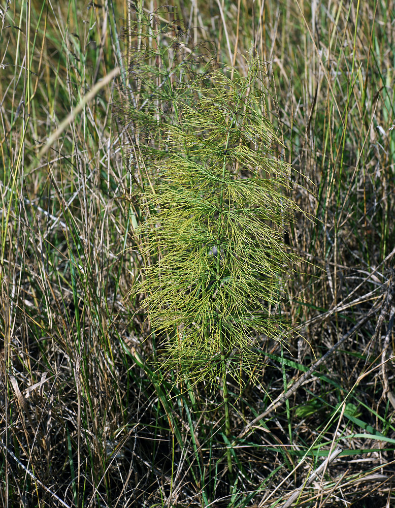 Image of Equisetum sylvaticum specimen.