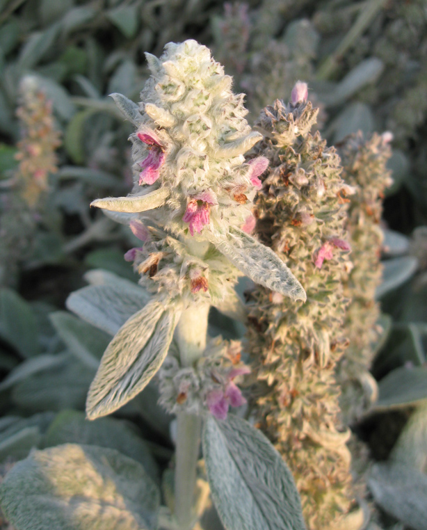 Изображение особи Stachys byzantina.