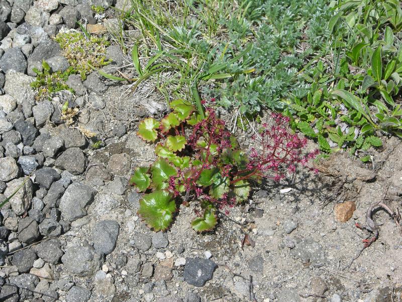 Image of Micranthes purpurascens specimen.