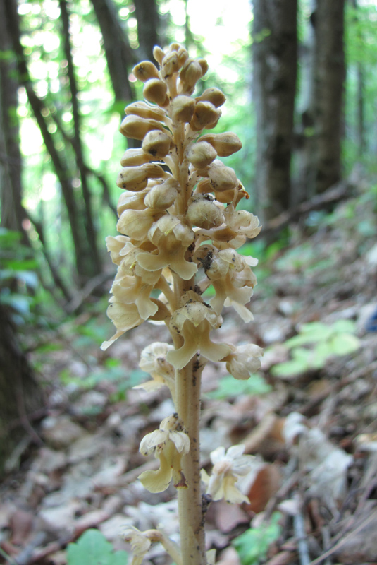 Image of Neottia nidus-avis specimen.