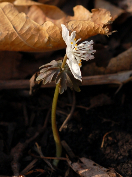 Изображение особи Eranthis stellata.