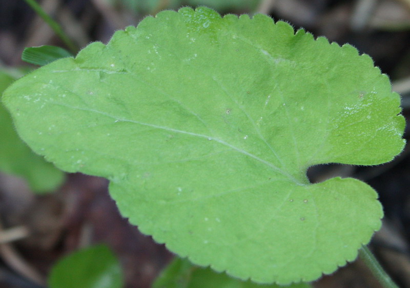 Image of Viola suavis specimen.