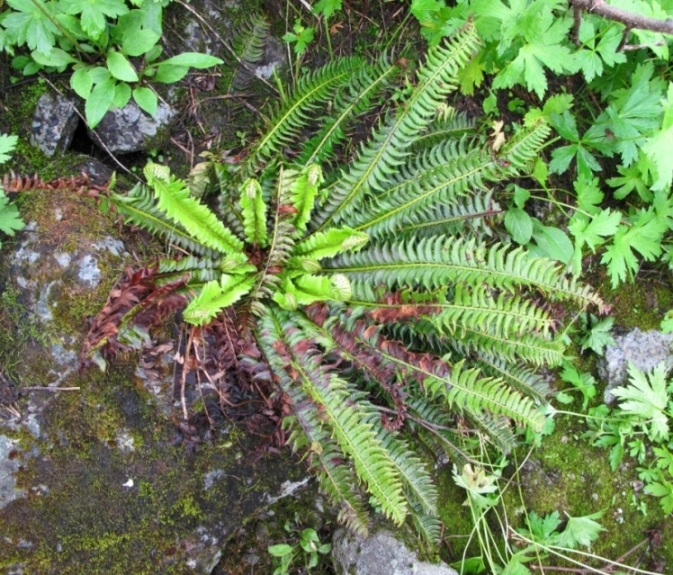 Image of Polystichum lonchitis specimen.