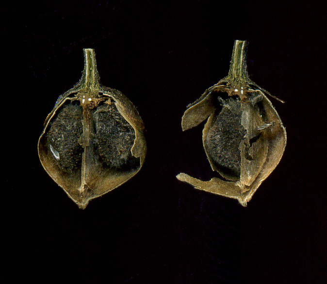 Image of Convolvulus arvensis specimen.