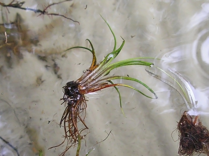 Image of Isoetes echinospora specimen.