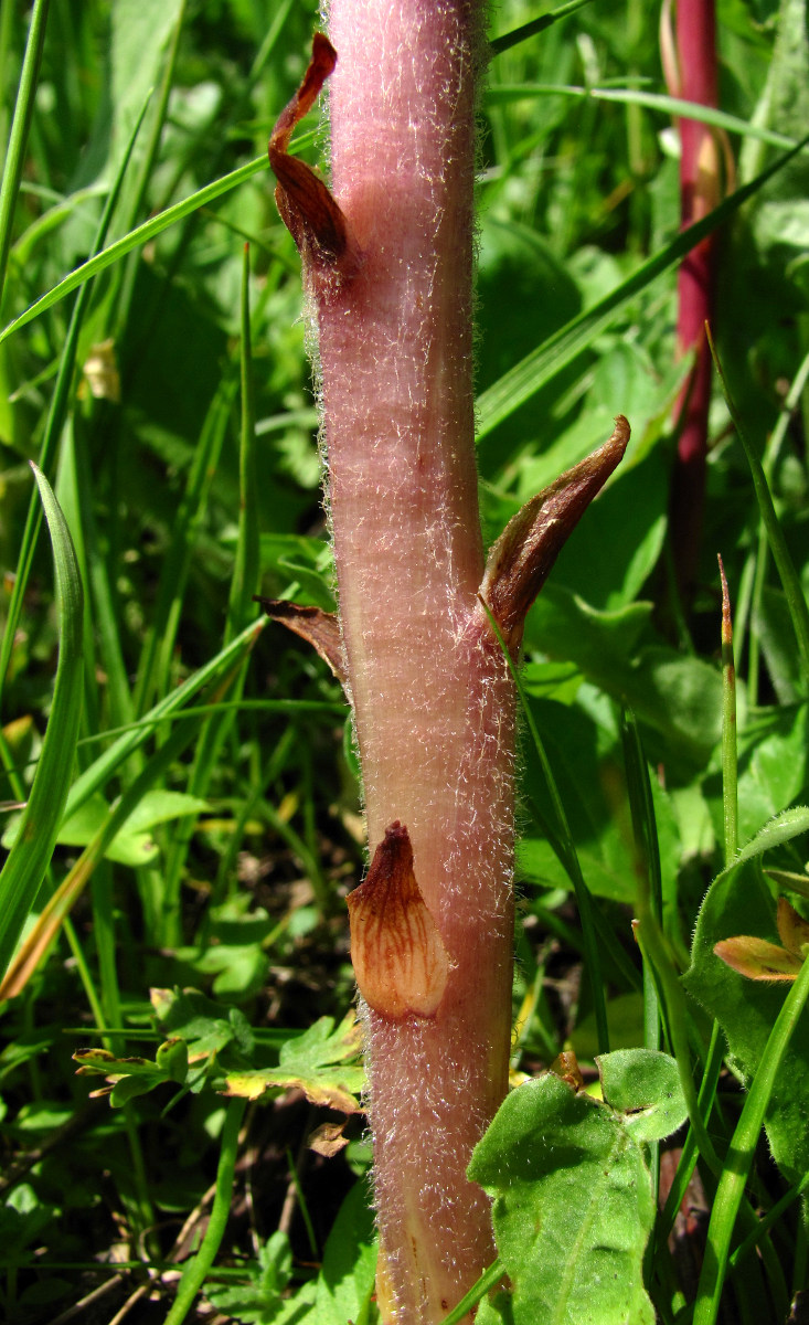 Image of Orobanche gamosepala specimen.