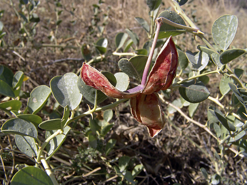 Image of Capparis herbacea specimen.