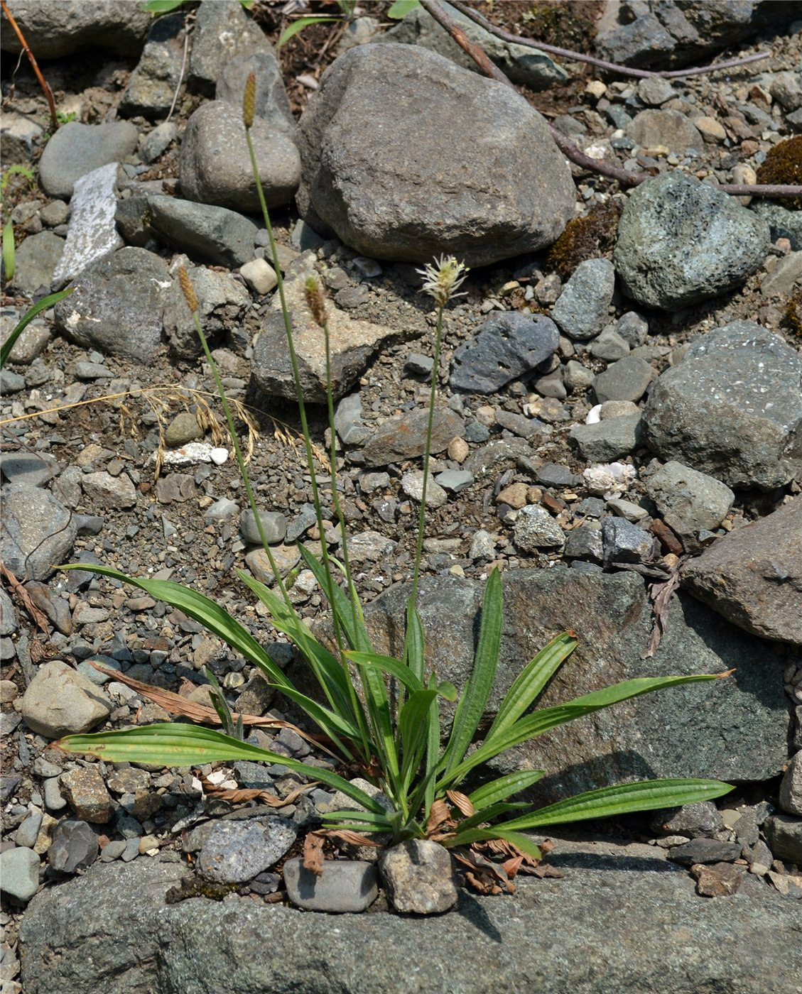 Image of Plantago atrata specimen.