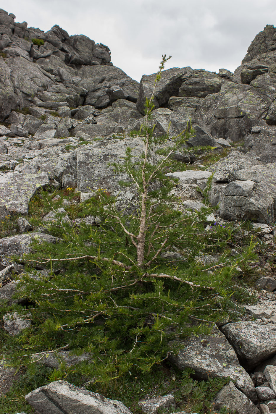 Image of Larix sukaczewii specimen.