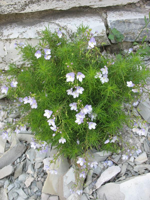 Image of Veronica filifolia specimen.