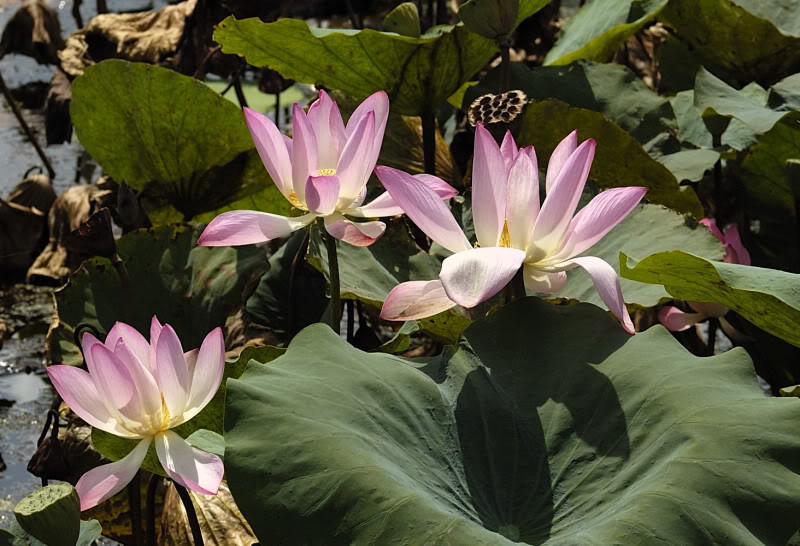 Image of Nelumbo nucifera specimen.