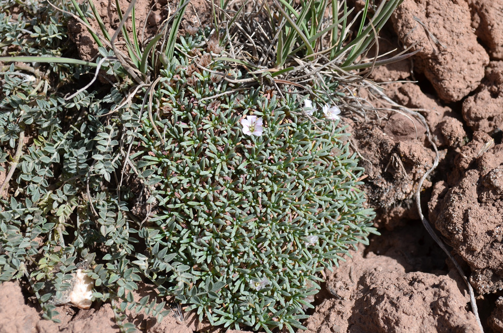 Image of genus Acantholimon specimen.