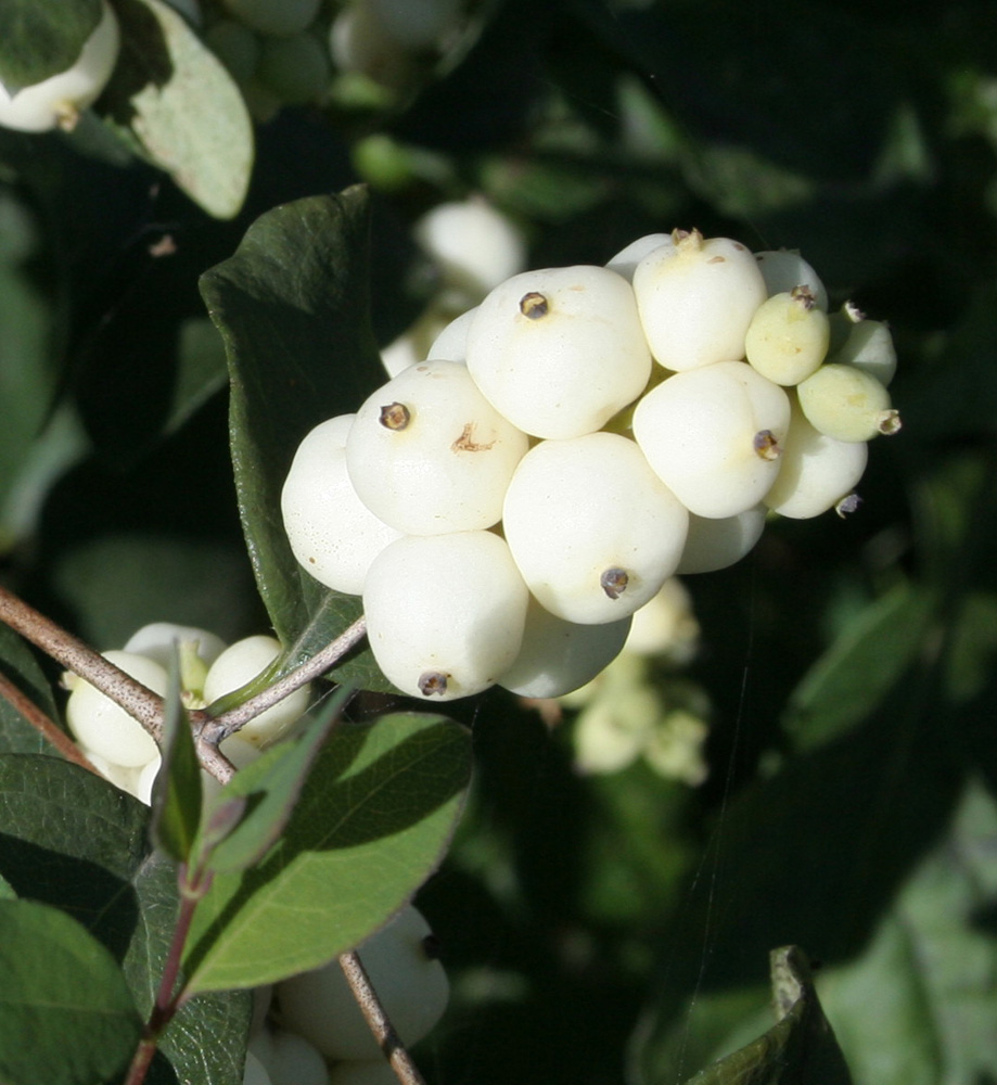 Изображение особи Symphoricarpos albus var. laevigatus.