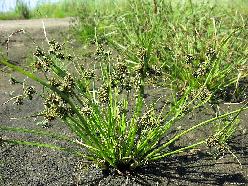 Image of Cyperus fuscus specimen.