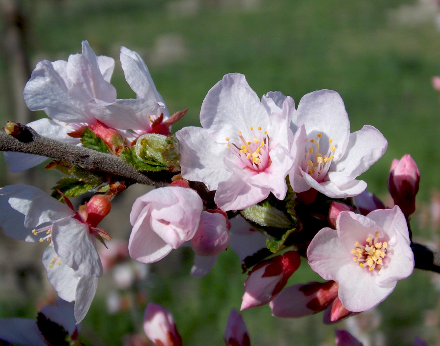 Изображение особи Cerasus tomentosa.