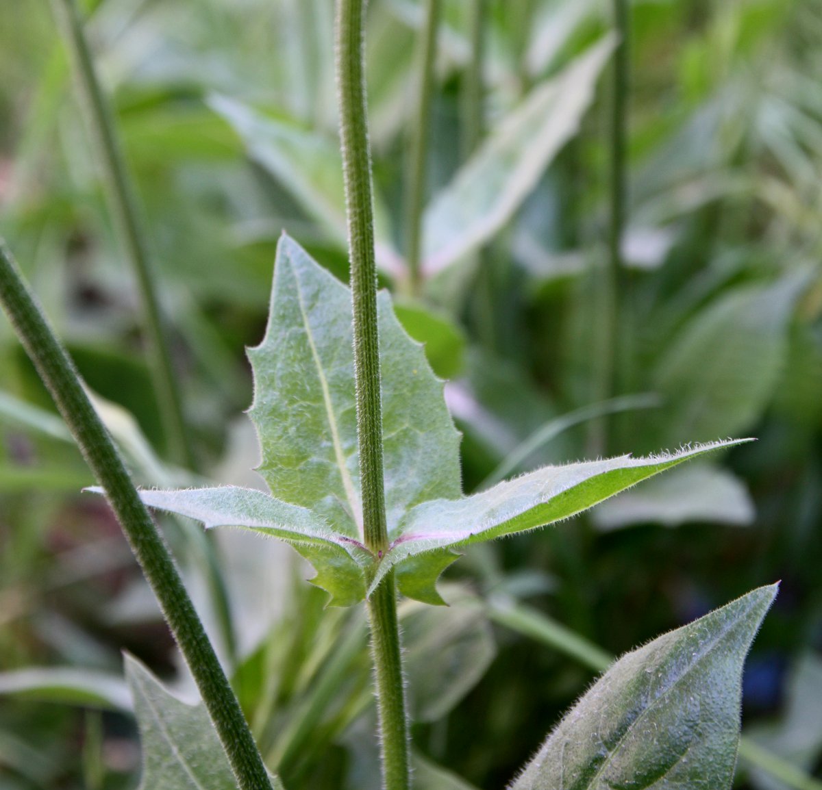 Image of Urospermum dalechampii specimen.