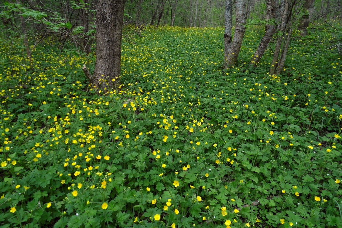 Изображение особи Ranunculus constantinopolitanus.