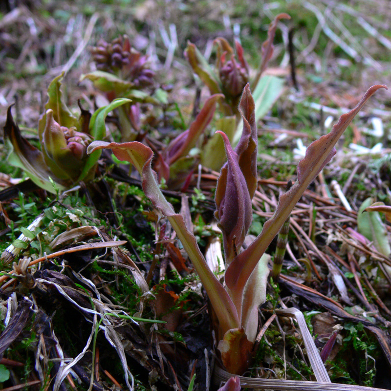 Image of Pulmonaria mollis specimen.