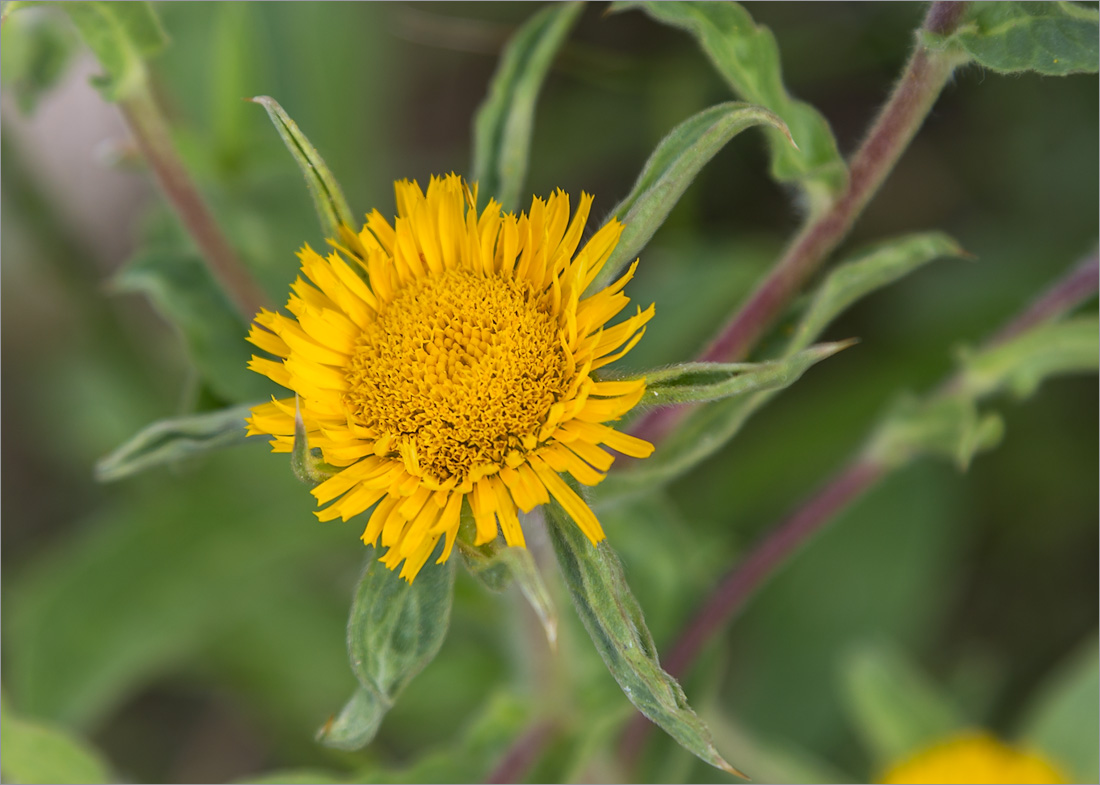 Image of Pallenis spinosa specimen.