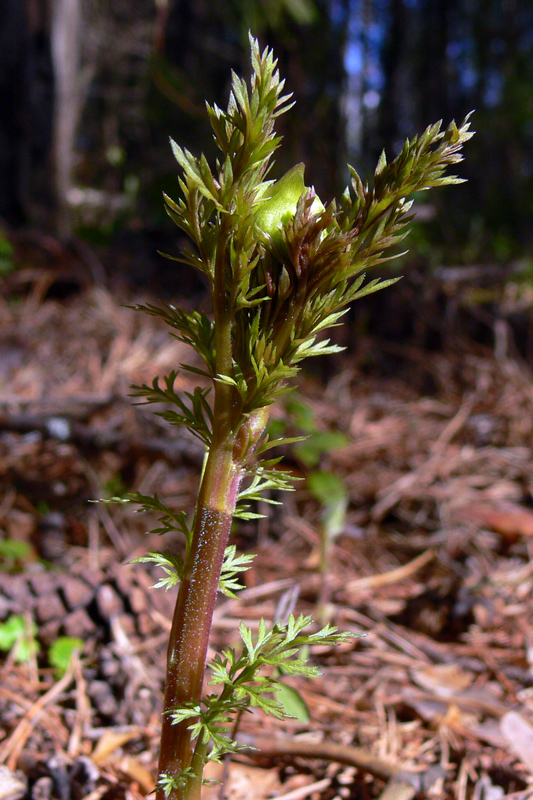 Image of Adonis apennina specimen.