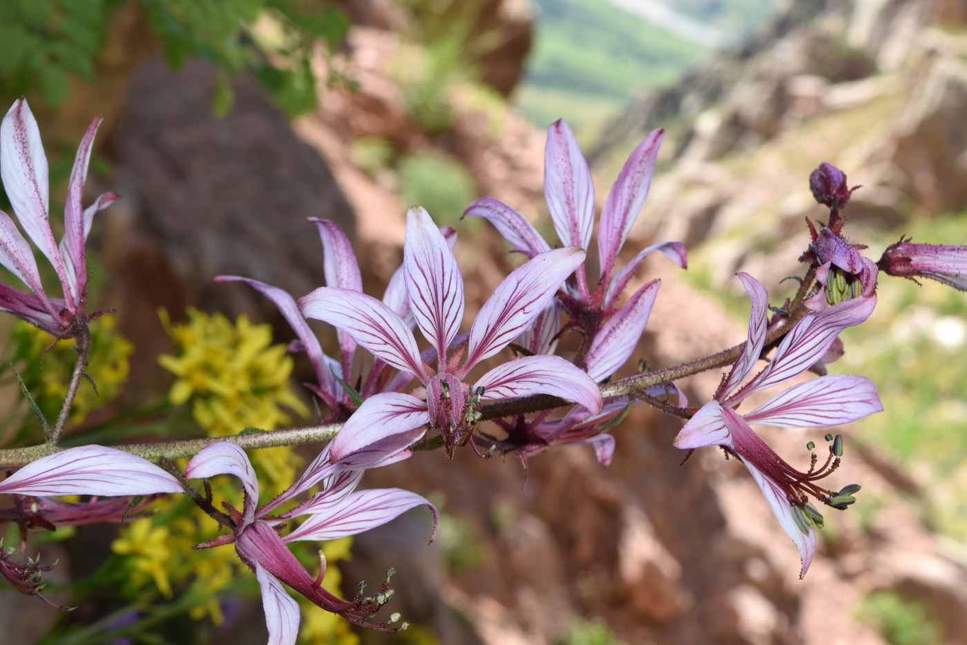 Изображение особи Dictamnus angustifolius.