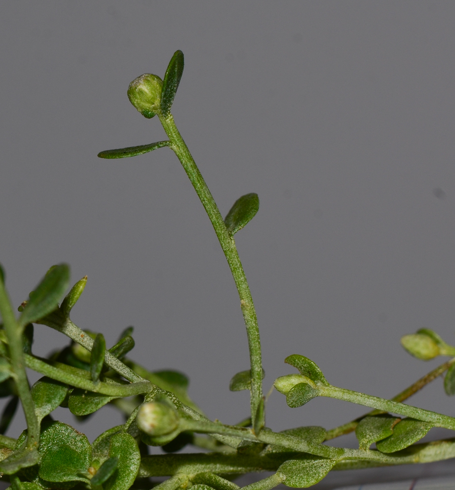 Image of Baccharis pilularis specimen.